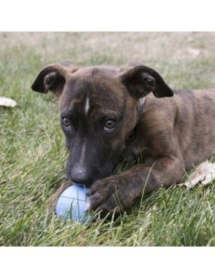 KONG® PUPPY BALL W/HOLE 2