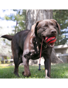 KONG Wavz Bunjiball 2