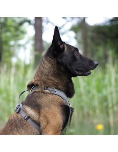 Harnais Momentum KYFLIE - harnais multifonction