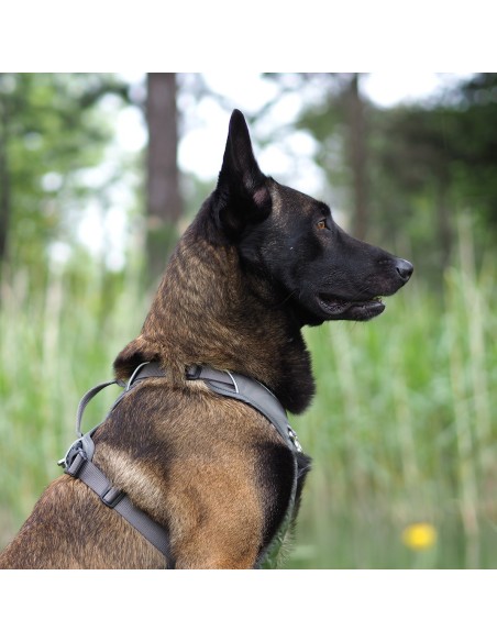 Harnais Momentum KYFLIE - harnais multifonction