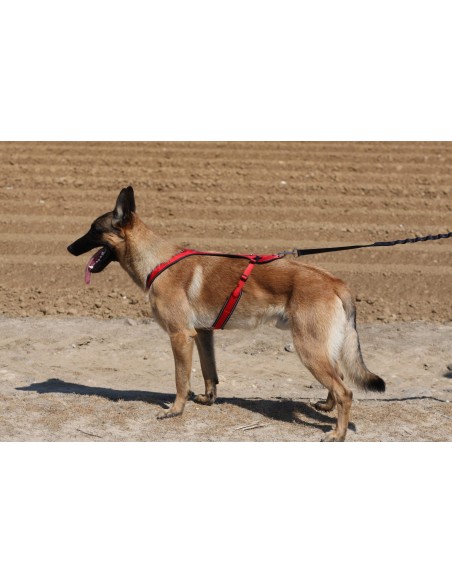 Harnais Otium Kyflie - harnais Canibike - rando - Canicross occasionnel - Skijoering