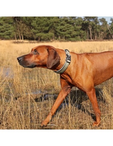 Collier ultimate fit control vert pour chien