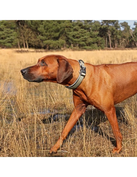 Collier ultimate fit control vert pour chien