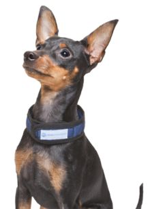 Collier rafraichissant Aqua Coolkeeper Cooling Collar Red Western 2