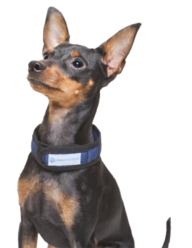 Collier rafraichissant Aqua Coolkeeper Cooling Collar Red Western