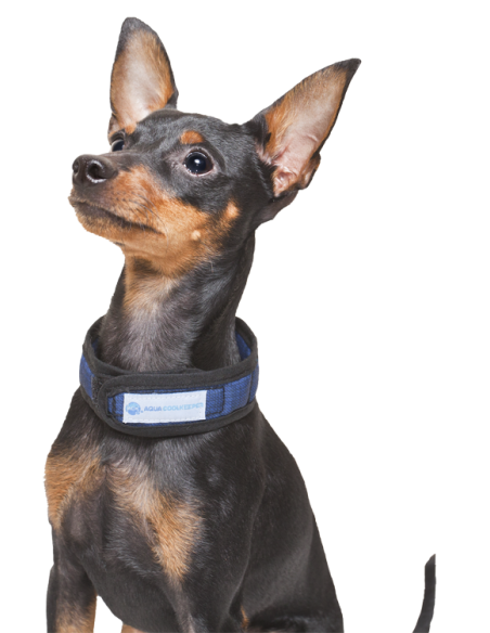 Collier rafraichissant Aqua Coolkeeper Cooling Collar Red Western