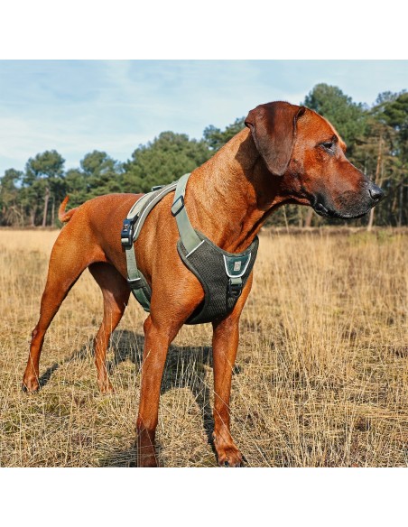 Harnais ultimate vert pour chien