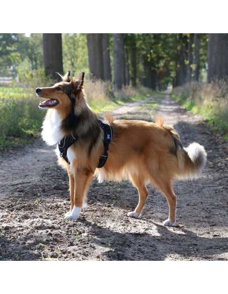 Harnais ultimate noir granite pour chien