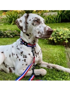 Collier tricolore pour chien 2