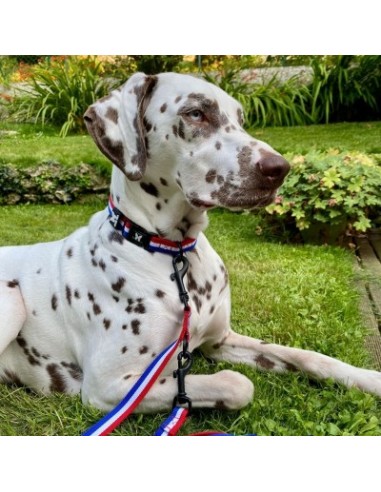 Collier tricolore pour chien