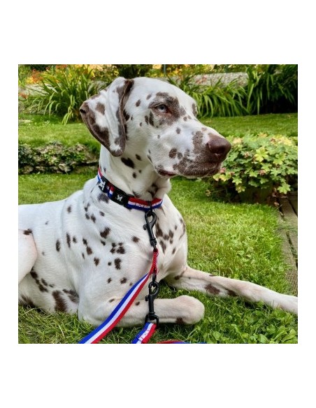 Collier tricolore pour chien