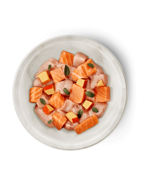 Terra Felis saumon poulet