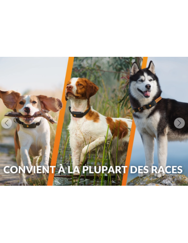 Collier GPS pour chien- Weenect XT - Noir ou Orange