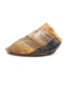 Sabot de boeuf à mâcher - friandise naturelle pour chien vendue en vrac, à l'unité