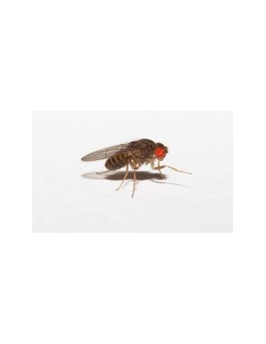 Drosophile Hydei