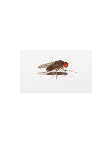 Drosophile Hydei