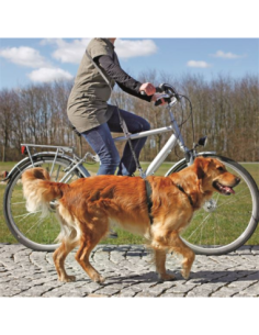 Laisse vélo et jogging