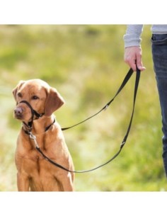 Harnais de dressage top trainer - licol 2