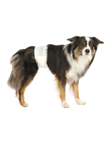 Couches pour chiens mâles, 12 Pcs