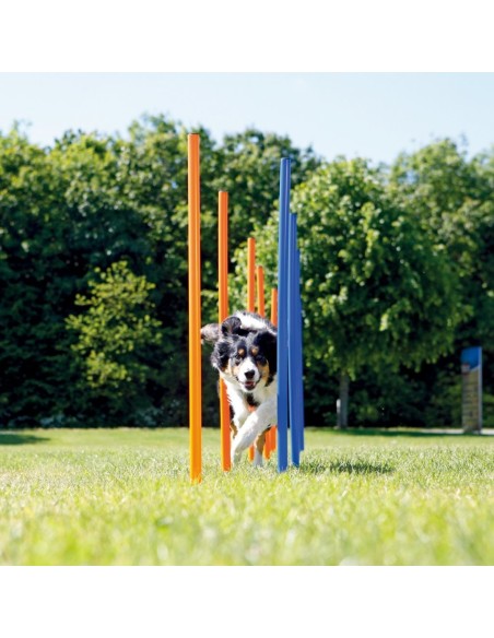 Piquets Slalom Agility