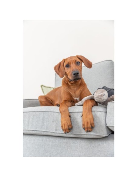 Tortue Hauke BE NORDIC - Trixie