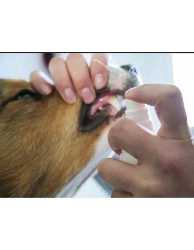 Spray dentifrice pour chien et chat