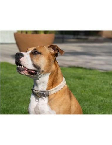Collier pour chien Tau gris