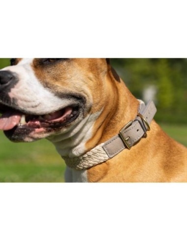 Collier pour chien Tau gris