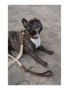 Collier pour chien Tau brun foncé 2