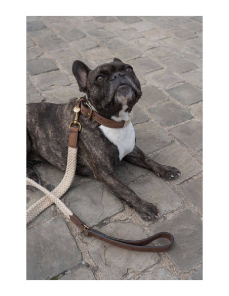 Collier pour chien Tau brun foncé