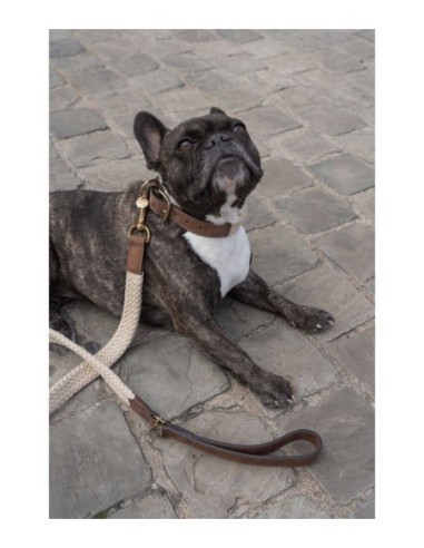 Laisse pour chien Tau brun foncé 120cmx25mm