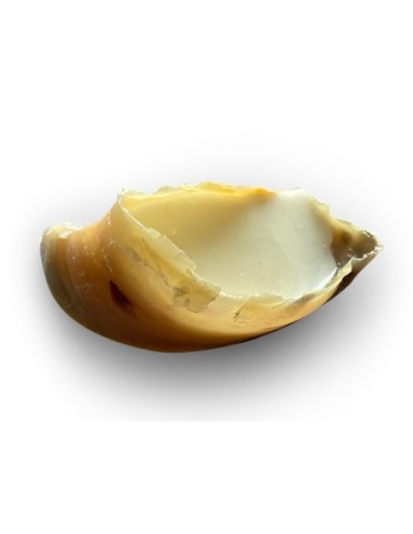 Sabot de veau fourré à la graisse de mouton - friandise à mâcher - Vrac vendu à l'unité