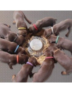 Lot 12 Colliers d'identité chiots et chaton DOOGY 2