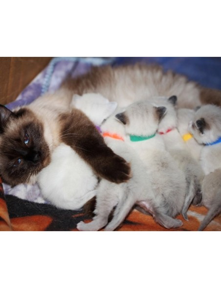 Lot 12 Colliers d'identité chiots et chaton DOOGY