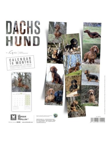 Calendrier chien 2026 - Teckel - Martin