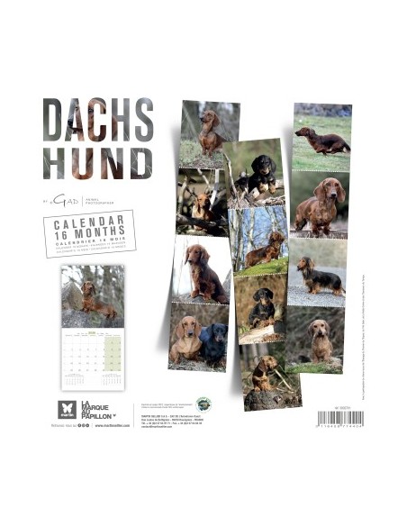 Calendrier chien 2026 - Teckel - Martin