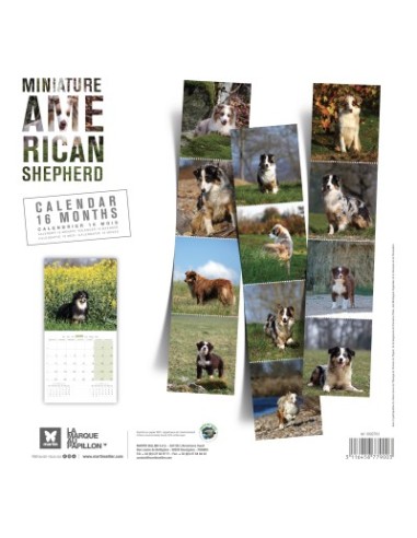 Calendrier chien 2026 - Berger Americain Miniature - Martin