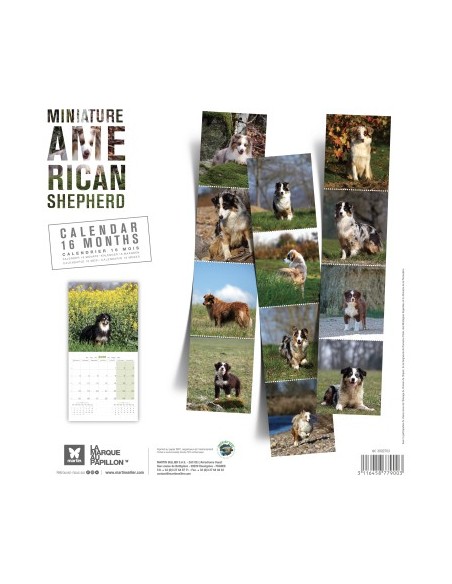 Calendrier chien 2026 - Berger Americain Miniature - Martin