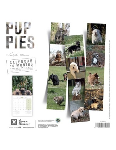 Calendrier chien 2026 - Chiots - Martin