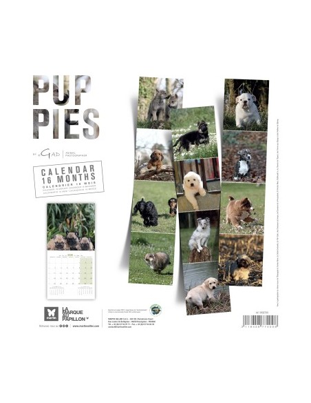 Calendrier chien 2026 - Chiots - Martin