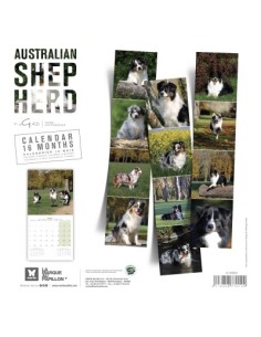 Calendrier chien 2026 - Berger Australien - Martin 2