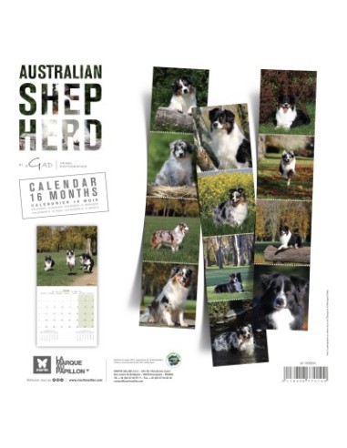 Calendrier chien 2026 - Berger Australien - Martin