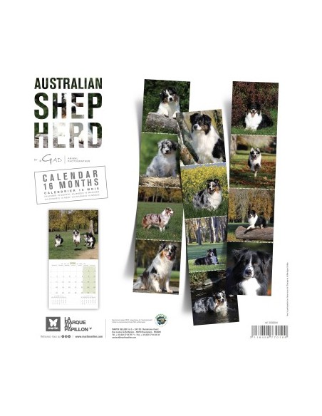 Calendrier chien 2026 - Berger Australien - Martin