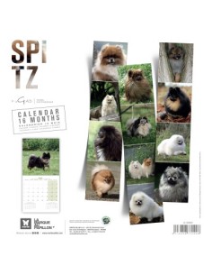 Calendrier chien 2026 - Spitz - Martin 2
