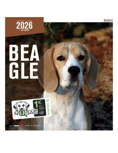 Calendrier chien 2026 - Beagle - Martin