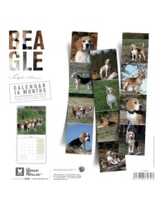 Calendrier chien 2026 - Beagle - Martin 2