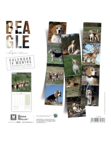 Calendrier chien 2026 - Beagle - Martin