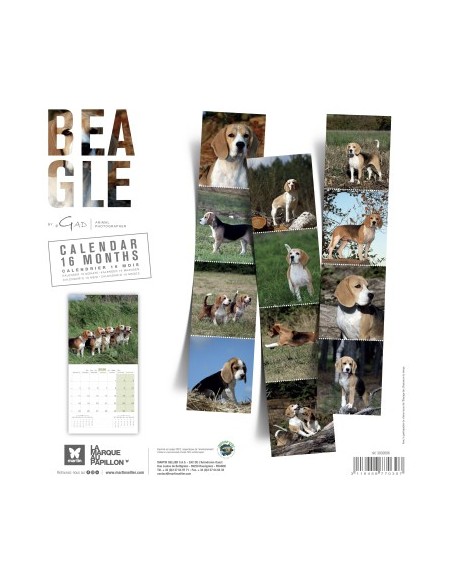 Calendrier chien 2026 - Beagle - Martin