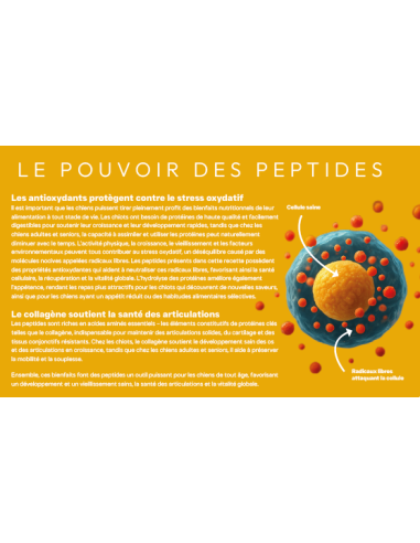 Croquette vétérinaires Peptide+ tout stade de vie Vitalité Hypoallergénique - INSTINCTIV CROC