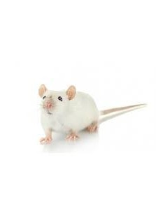 Souris adultes XL, +30gr - congelée